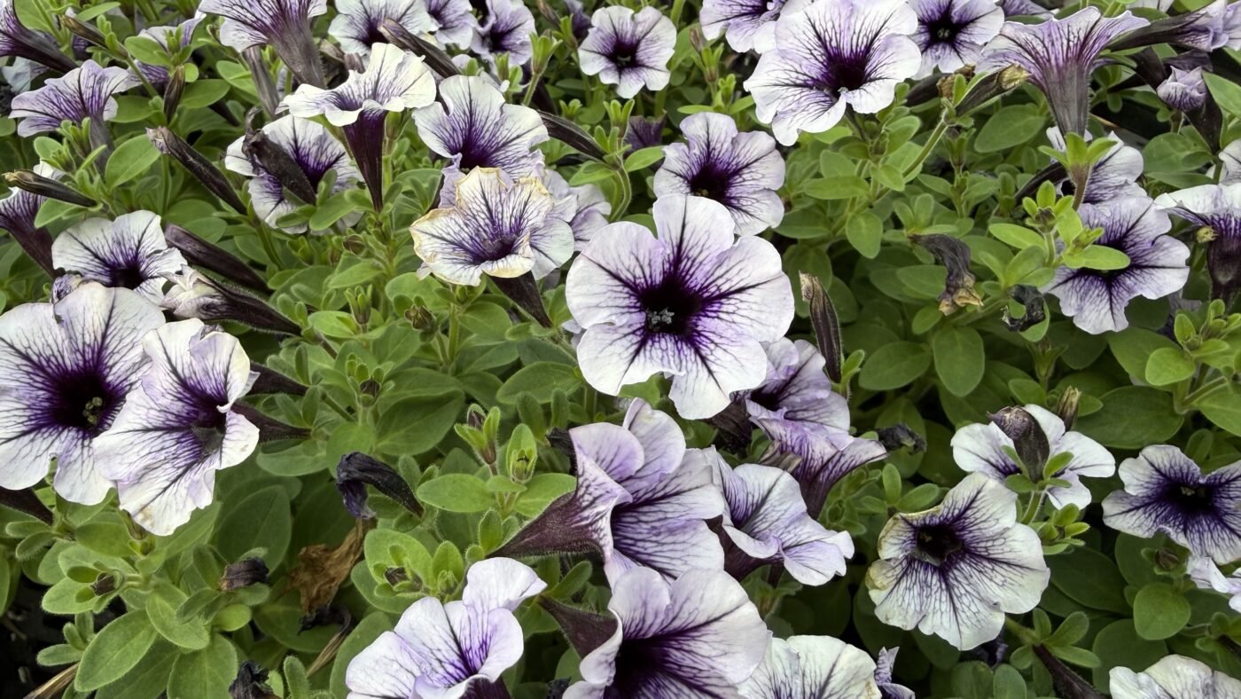 img_2595 Петунія Vivini Violet - Зображення 1