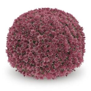 мультифлора Baoli Cerise