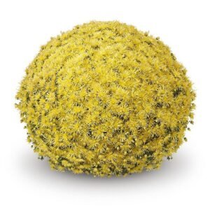 мультифлора Baoli Lemon