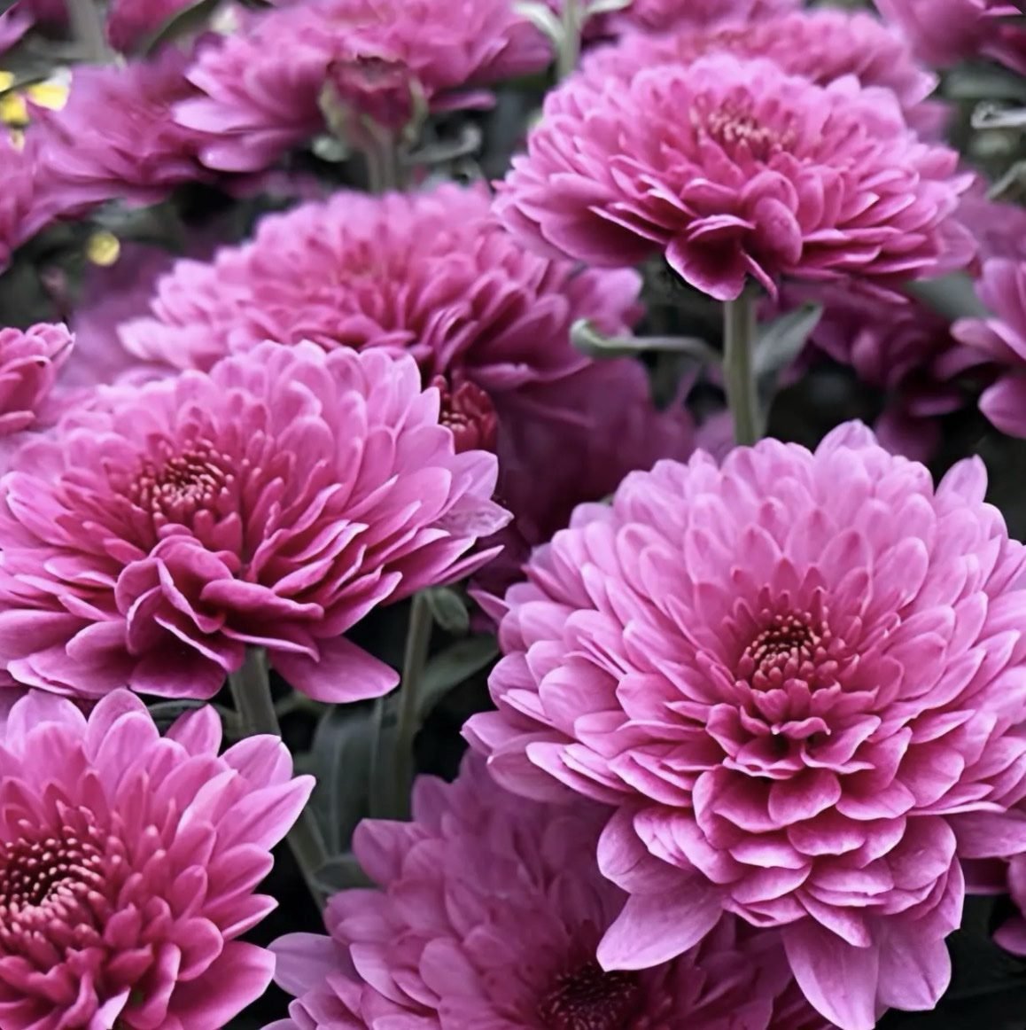 screenshot-48 мультифлора Fonti Dark Pink - Зображення 1