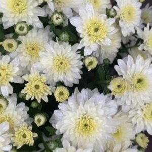 мультифлора Fonti White