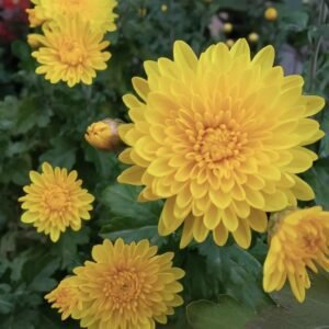 Мультифлора Fonti Yellow