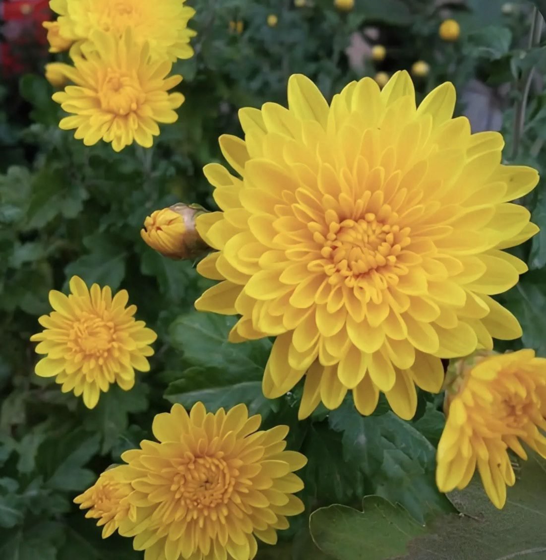 screenshot-50 Мультифлора Fonti Yellow - Зображення 1