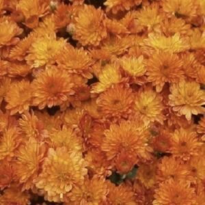 мультифлора Fonti Orange