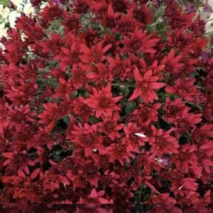 мультифлора Fonti Red