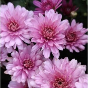 мультифлора Fonti Pink