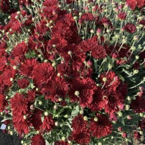 мультифлора Pobo Red