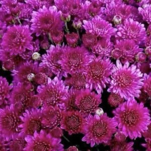 мультифлора Pobo Purple