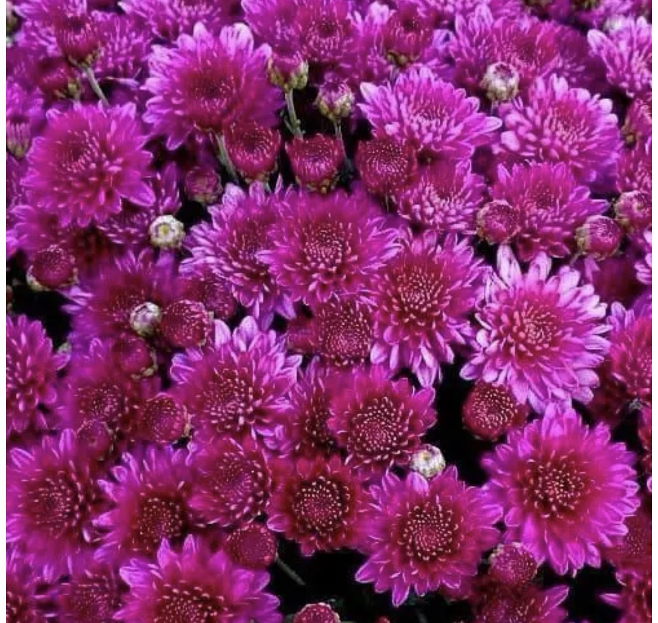 screenshot-55 мультифлора Pobo Purple - Зображення 1