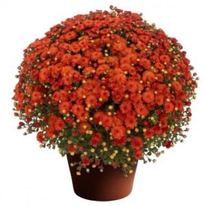 Mультифлора Gigi orange