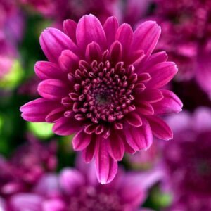 Мультифлора branroyal purple