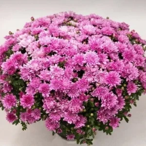 Mультифлора Brand joy