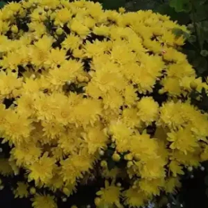 Mультифлора Brancrown Gold