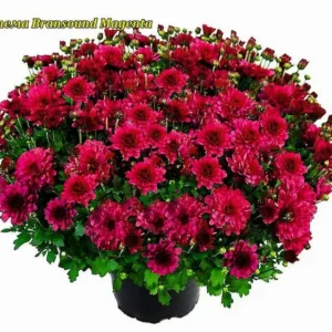 Мультифлора Brandsoung Magenta