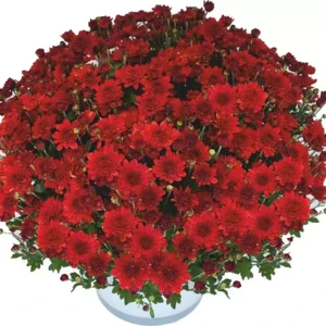 Мультифлора Brandsoung Red