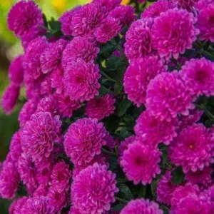 Mультифлора Gigi Dark Pink