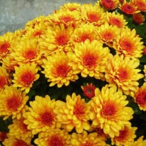 Mультифлора Branlena