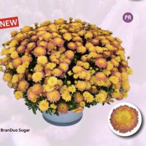Мультифлора Branduo sugar