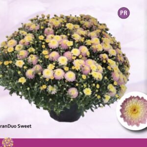 Мультифлора Branduo sweet