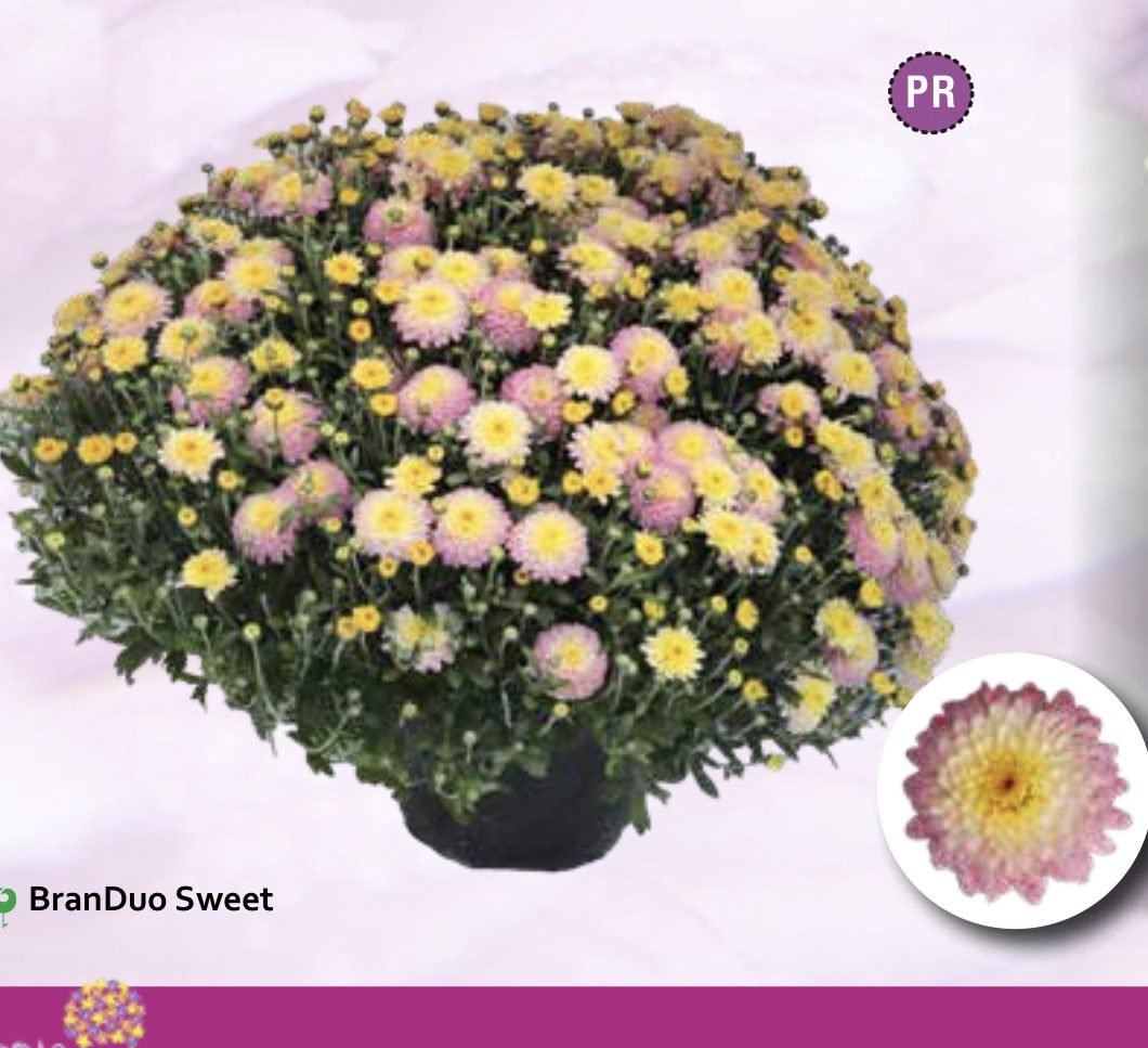 screenshot-58 Мультифлора Branduo sweet - Зображення 1