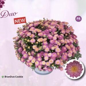 Мультифлора branDuo Cookie