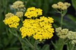 Ахілея (деревій) Summer Lemon горщик 400мл