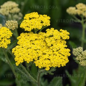 Ахілея (деревій) Summer Lemon горщик 400мл