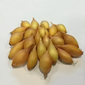 Озима цибуля сіянка Купідо, 0,5кг