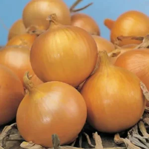 Озима цибуля сіянка Сеншуй, 0,5кг