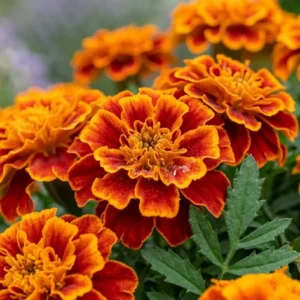 Чорнобривці Super Hero Orange Flame, 10 шт