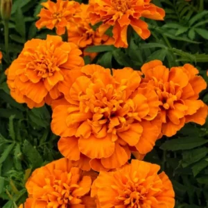 Чорнобривці Super Hero Deep Orange, 10шт