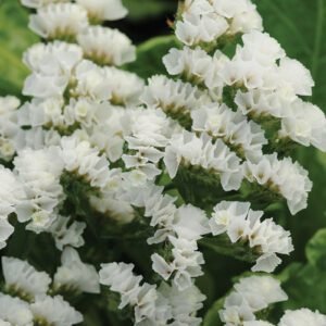 Кермек Квіс Вайт (Qis White), 15 шт
