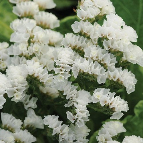 боа Кермек Квіс Вайт (Qis White), 15 шт - Зображення 1