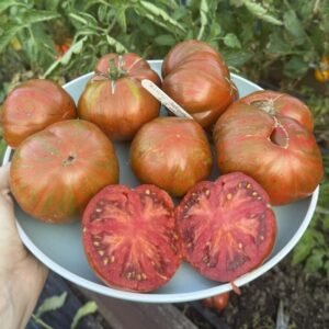 Помідор «Хіппі Зебра» сорт