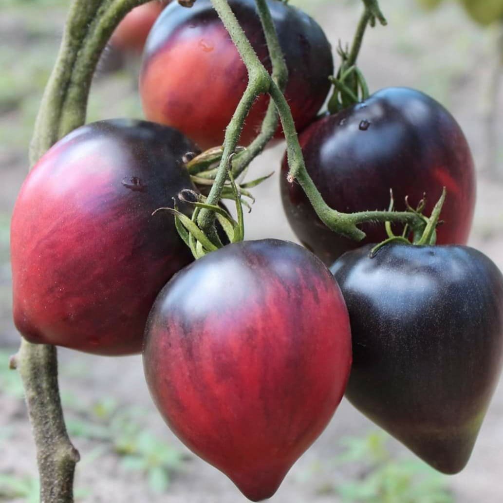 nasinnya-tomatu-indeterminantnogo-serzhant-pepper-f1-breeding-seed-agriks_nrtt-2o Помідор "Сержант Пеппер Червоний" сорт - Зображення 1