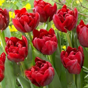 Тюльпан Scarlet Verona, 5 шт