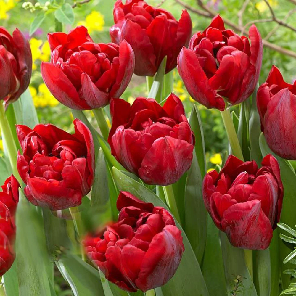 Tulip Scarlet Verona.1-1000x1000 Тюльпан Scarlet Verona, 5 шт - Зображення 1